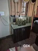 Imported curved aquarium with wooden cabinet for sale