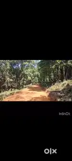 5 acre land with jungle trees for sale in Mudigere