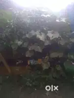 I want to sell my land