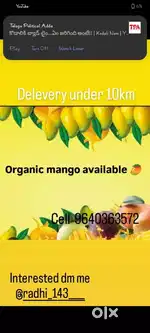 Organic mango available