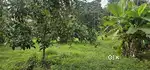 Kozhippilly kothamangalam 13 centകോഴിപ്പിള്ളി