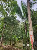 On Mian Road 14 Cent Plot near Taliparamba-Keezhattur