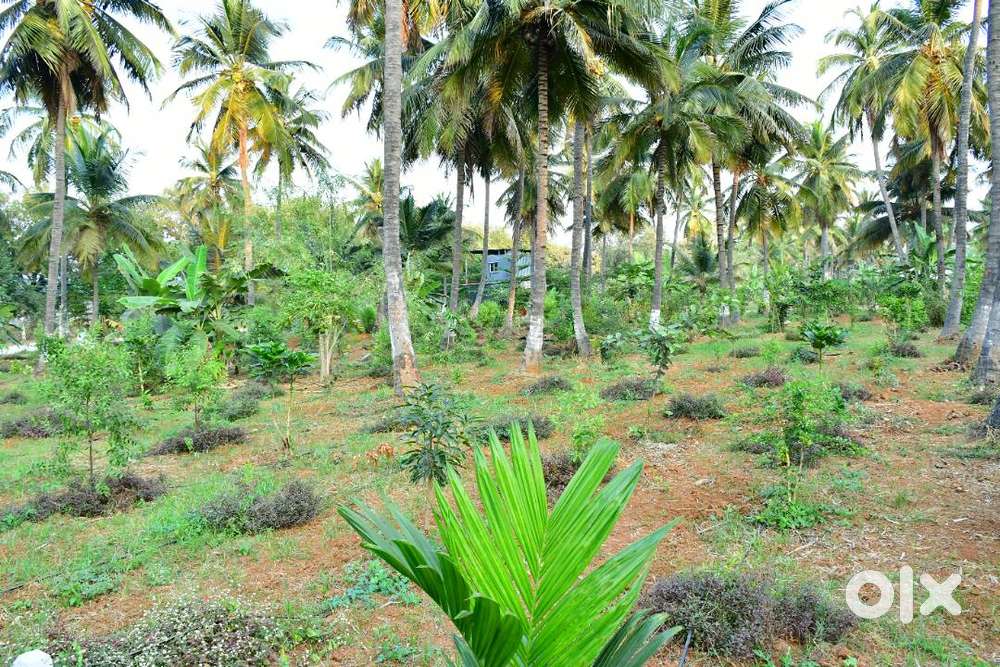 “Future-Ready Sandalwood Investment Plots”