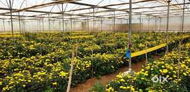 1.30 acre Developed Agricultural Land for Sale in Devanahalli