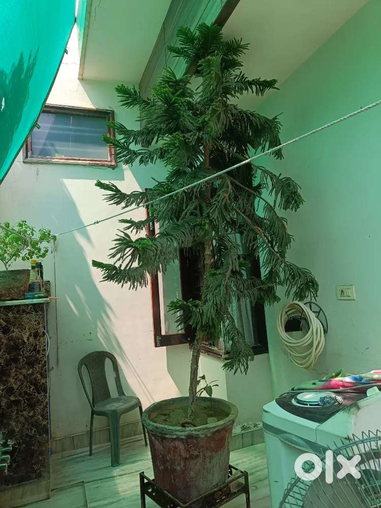 Chrimas tree plant