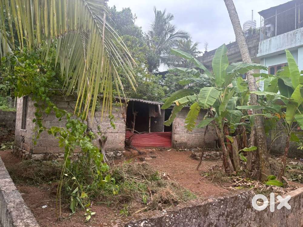 Urgent sale ആലംകൊട്(puliyarakonam) 5 cent വിൽപ്പയ്ക്ക്