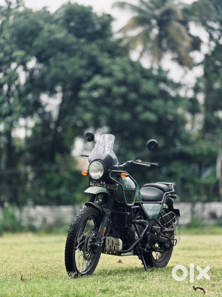 Pine green himalayan