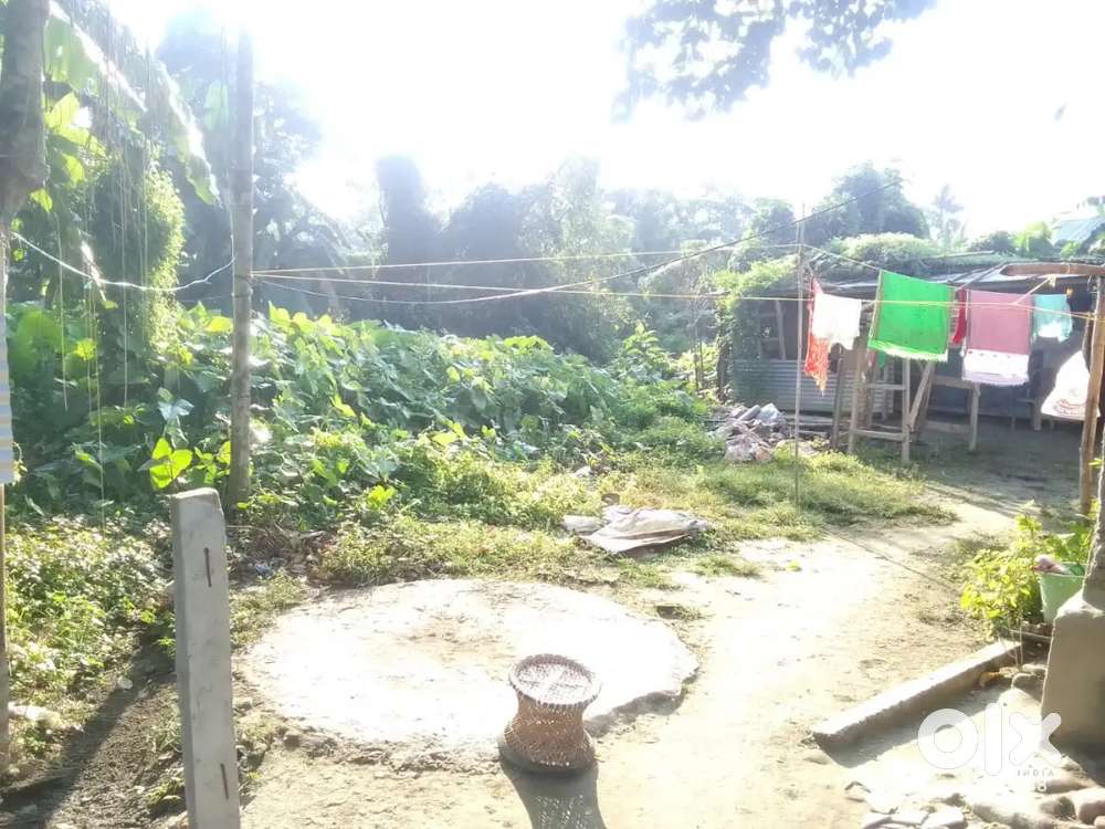 ম্যাদি  পত্তা