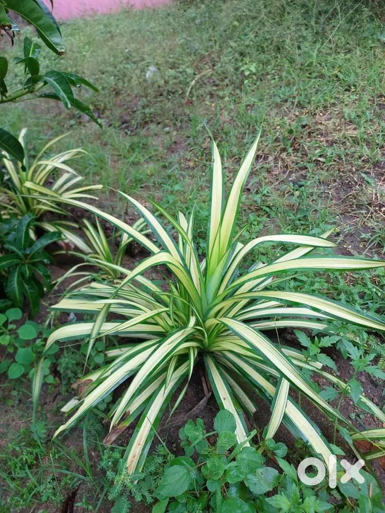 Spider Plant for Sale ₹100