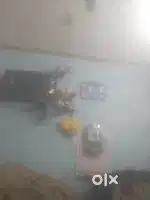 Soni lcd tv