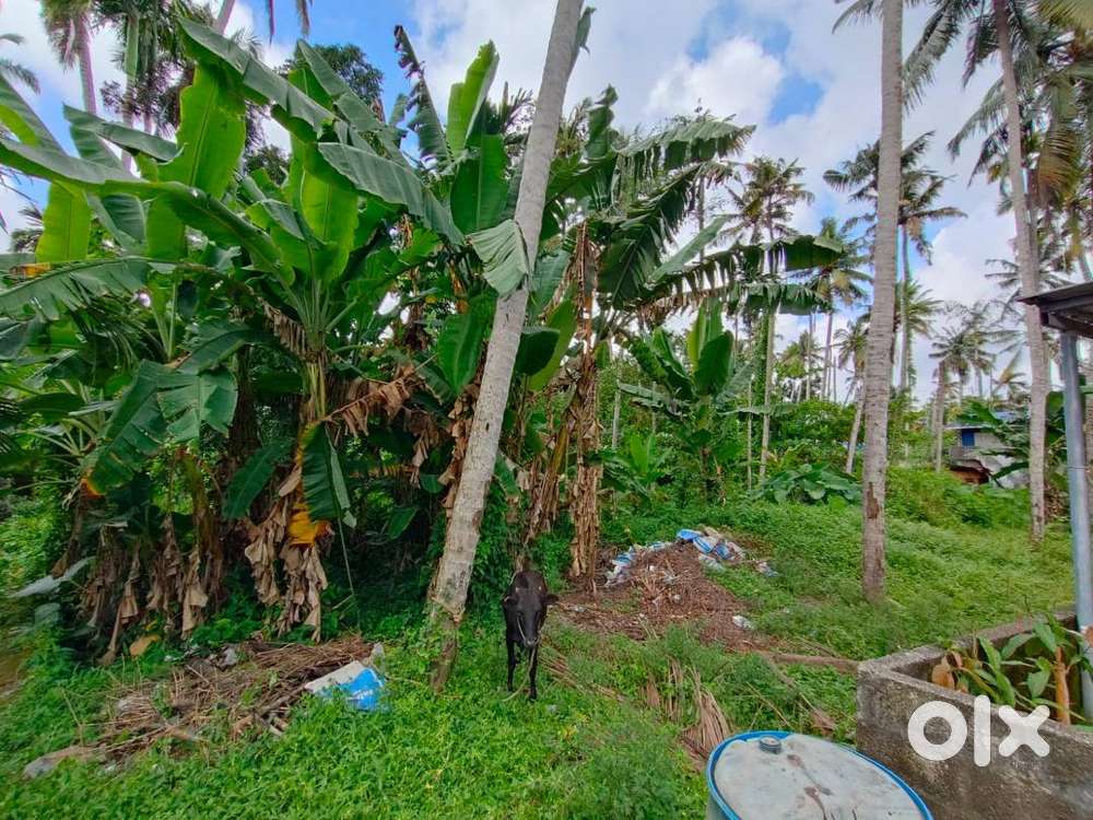 Residential Plot for Sale at Peroorkada – Daya Nagar (Near AKG Nagar)