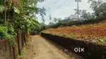 Kothamangalam mathirappalli