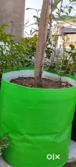 Awla plant
