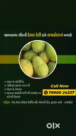 જામવાળા ગીર ની ઓર્ગેનિક કેસર કેરી હવે રાજકોટ મા મળી જશે
