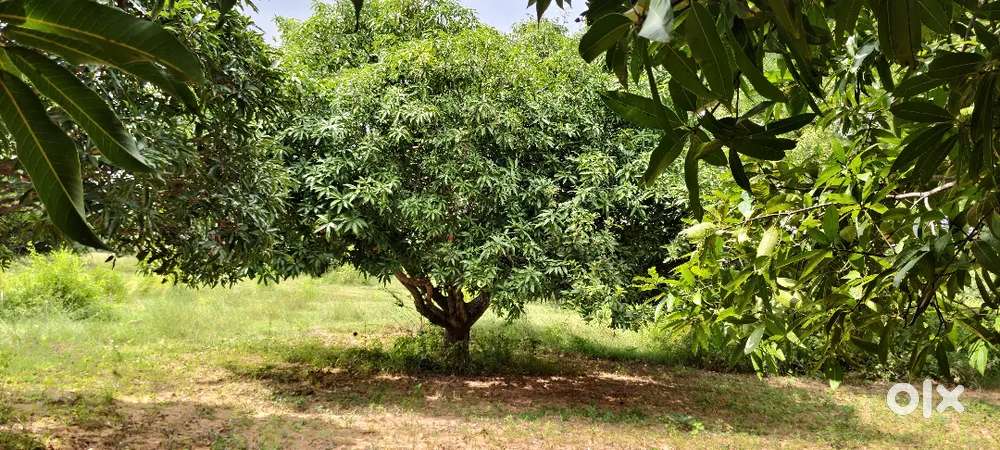 1 acer manga garden pure red soil Piler to 22 kms