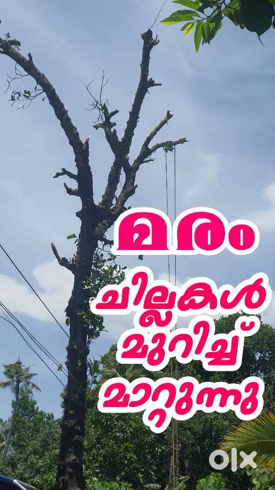 Garden maintenance Tree pruning tree cutting