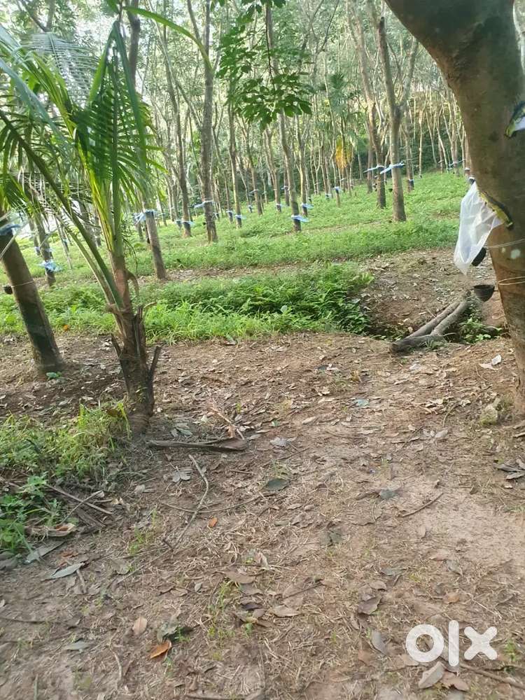 3.17 Acres of Agricultural Land for Sale (TVM Palod)