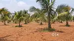 అగ్రికల్చర్ ల్యాండ్