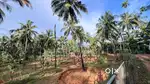 Land for Sale – 55 Cent Coconut Farm – ₹2 Lakhs/Cent