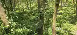 Plot for sale (15) cent