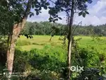 Nadavayal 25 cent land just for 10 Lakhs