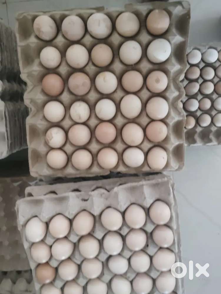 Butcher for Chill Chicken