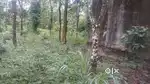 കുരുമുളക്, കാപ്പി, റബ്ബർ തുടങ്ങിയ ആദായങ്ങൾ ഉള്ള സ്ഥലം വില്പനയ്ക്ക്.