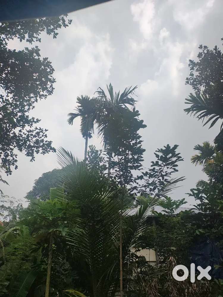 9 cent plot 320000₹