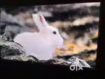 MI QLED 55 inch 2021 model TV