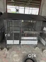 Dog pijra Jehre 3 pc chote ne ohna da price 12000