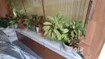 Plants with pots