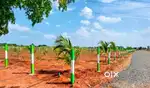 Farm  land in madurandakam