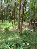 Farm Land Near Milma Plant Mamood