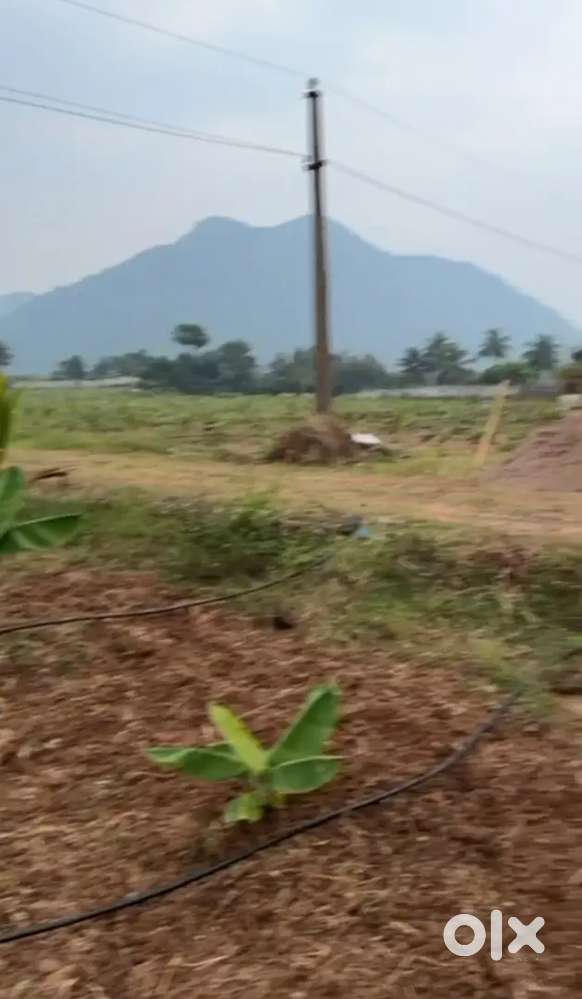 100 గజాలు 3 లక్షలు మాత్రమే చోడవరం to వడ్డాది రోడ్