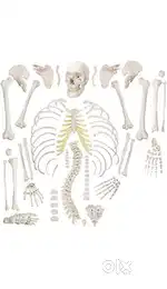 Human Skeleton For MBBS/BDS Students
