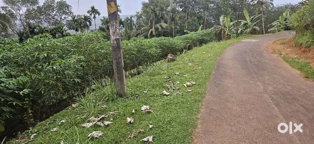 35 cent house plot near Ettumanoor Ebenezer school  500 meter only 40k