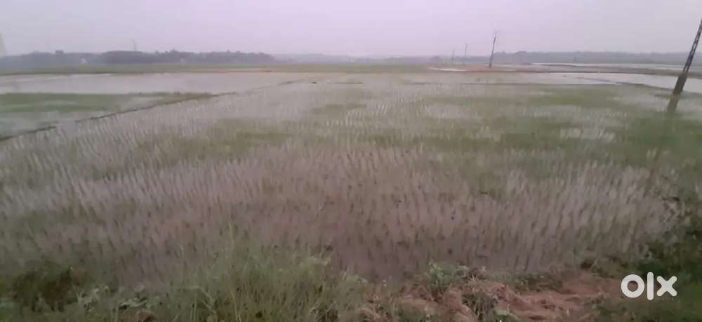 Paddy Field , fertile soil,1.18 acres ,near Mannar ,Kaduthuruthy.