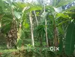Farm Land with Coconut Trees For Sale in Koorachundu, Kozhikode