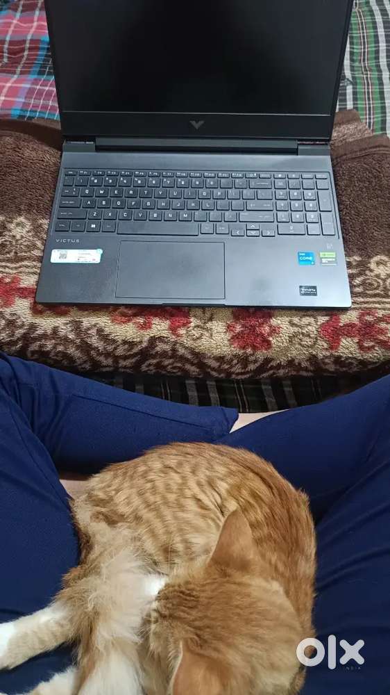 Hp victus laptop