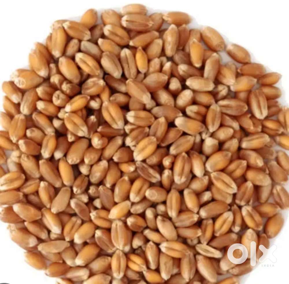 40 kg Wheat