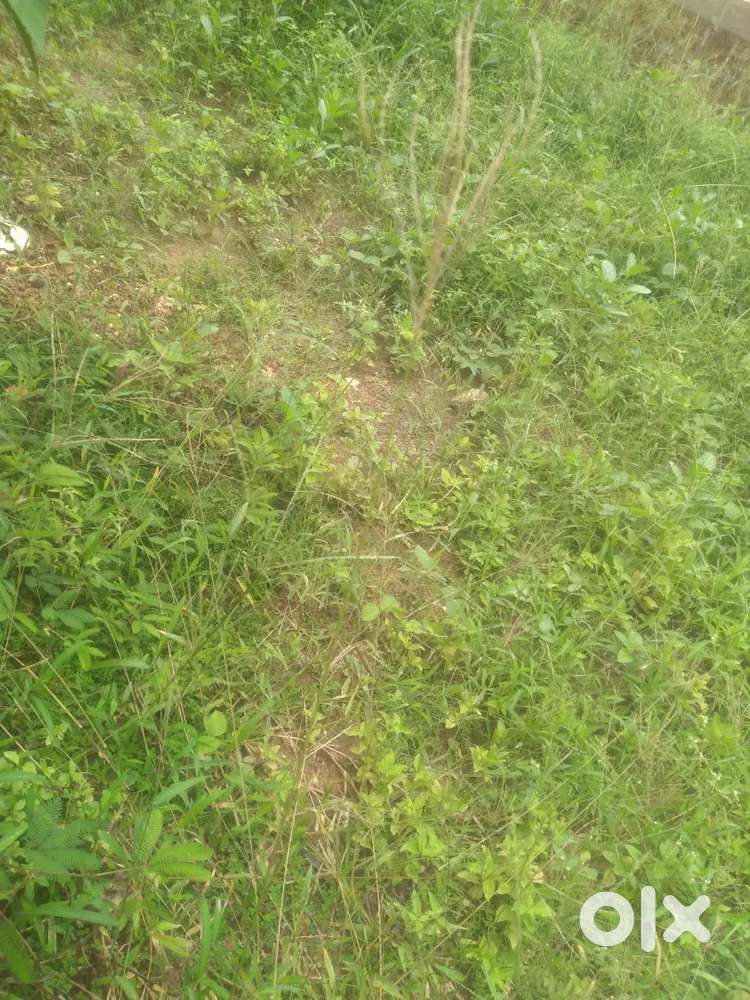 പെരുമാച്ചേരി കാട്ടിലെപീടിക 10സെന്റ് സ്ഥലം