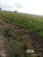 Agriculture land peduru village 30laks 1akara