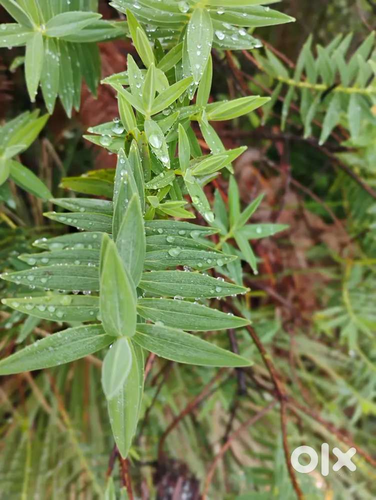 Tea Shop for rent with full setup and Goodwill