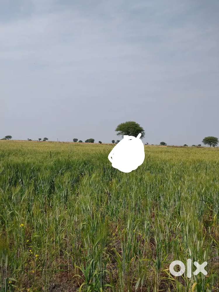 Agricultural land 8 bigha vidisha se 14 km