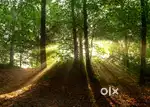 Invitation to Purchase a Sandalwood Farm plot in Outskirts of Bangalor