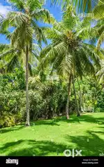 10 cent plot for sale