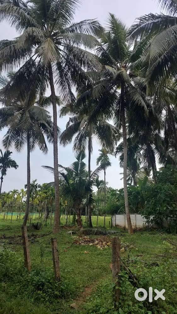 6.400 Cent  Plot  Area, Thiroor