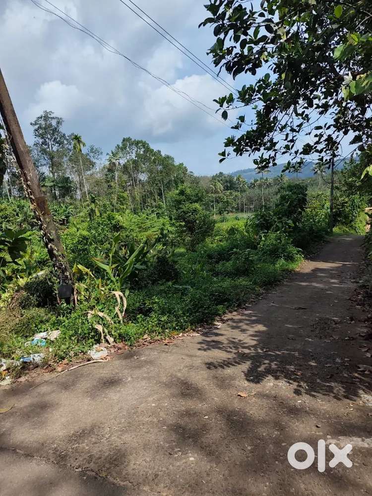 Kothamangalam paingottoor Thennathoor 70 cent @ 52 lakhs