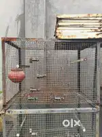 cage for your pet