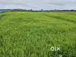 3 katha land for sale near IIM project marabhitha